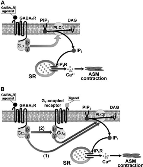 Schematic Drawings Of Gaba B Receptor Gaba B Rmediated Synthesis Of Download Scientific