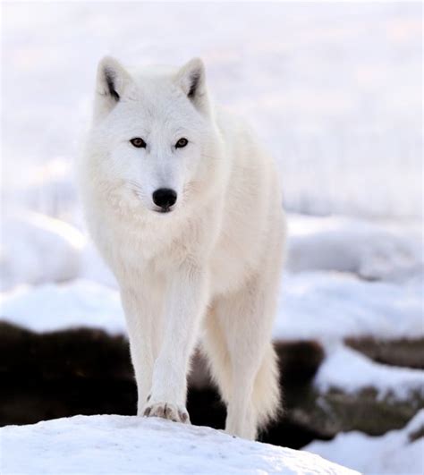 White Wolf Howling Wallpaper