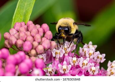 369 Common eastern bumble bee Images, Stock Photos & Vectors | Shutterstock