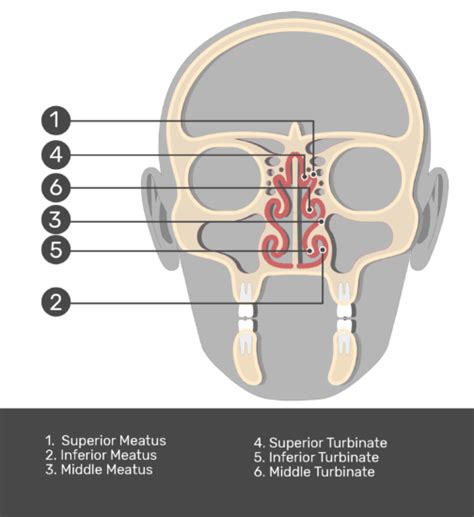 Turbinate Bones (Nasal Conchae): anatomy and diagram | GetBodySmart