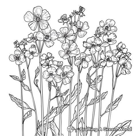 Mustard Seed Coloring Pages Free Printable