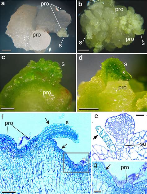 Induction Of Callus And Organogenesis Callus Domains Visible As