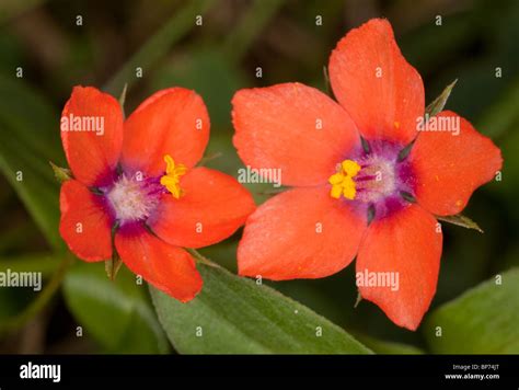 Scarlet Pimpernel Anagallis Arvensis Ssp Arvensis Flores Utilizado