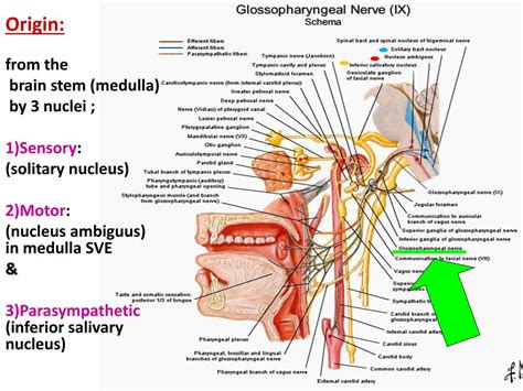 Ppt Glossopharyngeal And Vagus Nerves Powerpoint Presentation Free