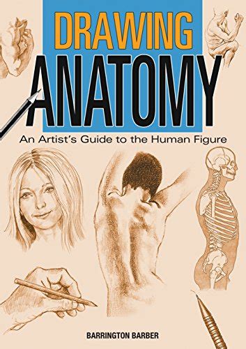 Drawing Anatomy An Artist S Guide To The Human Figure Ebook Barber