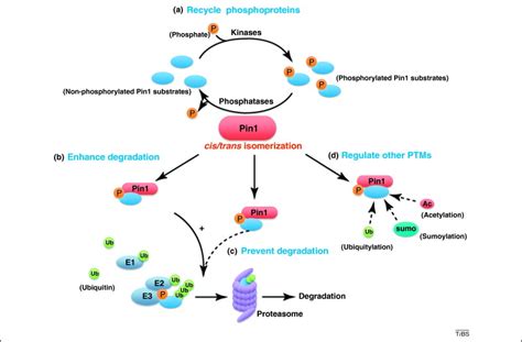 Prolyl Isomerase Pin As A Molecular Switch To Determine The Fate Of