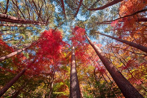 Japan -Autumn colors on Behance