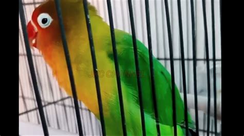 Lovebird Jantan Konslet Minor Ini Ngekeknya Enak Banget Buat Masteran