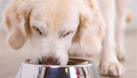 Los Cachorros Pueden Tener Comida Humeda