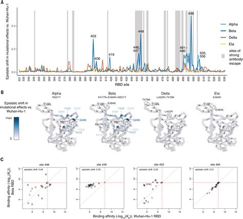 Shifting Mutational Constraints In The Sars Cov Receptor Binding