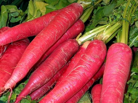 Rettich Ostergruß Rosa Standort Vorziehen Pflanzen Säen Ernten