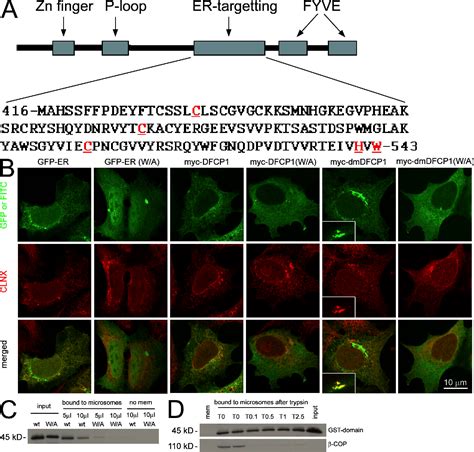 Figure From Autophagosome Formation From Membrane Compartments