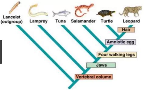 Phlogenetics, Chp 14 Early Earth (Evolution Big Test) Diagram | Quizlet