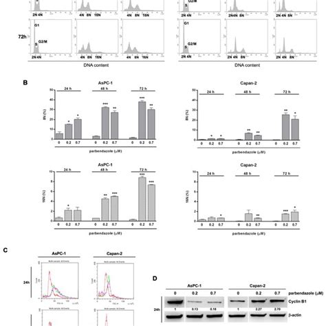 Parbendazole Affects Cell Cycle Ploidy And Size Of PC Cells A