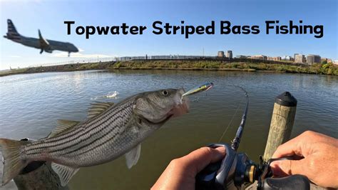 Topwater Striped Bass Fishing Potomac River Striped Bass Fishing