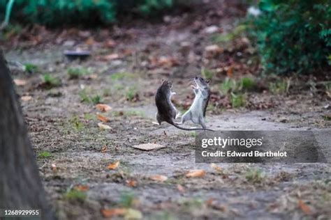 Rat Jumping Photos and Premium High Res Pictures - Getty Images