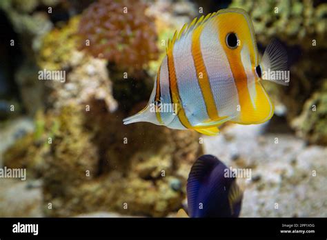 Butterfly Fish Inside Coral Reef Aquarium Chelmon Rostratus Copperband