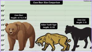 Cave Bear Size: How Big Were They? Compared With Others