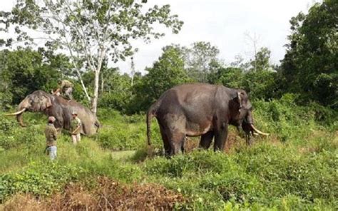 Masuk Ke Kebun Gajah Liar Rusak Dan Injak Injak Tanaman Sawit Warga