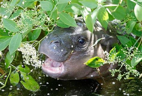 53 Baby Hippos That Will Make Everything Better Bored Panda