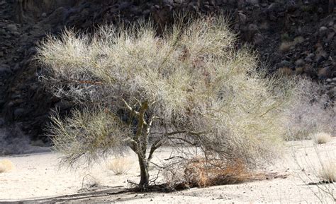 Desert Trees: Information, Names, Adaptations and Photos