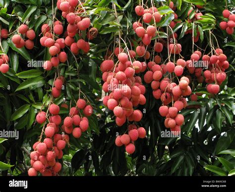 Lychee Litchi Chinensis Fruits Hanging Tree Stock Photo Alamy