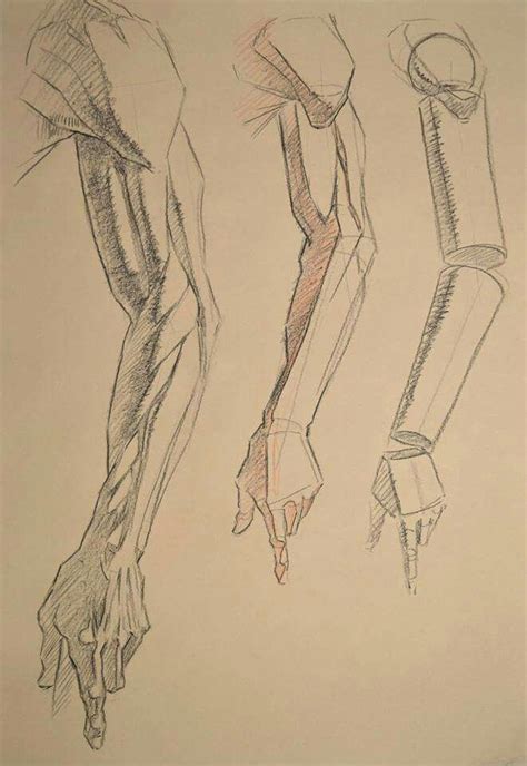 Character Design Collection Arms Anatomy Artofit