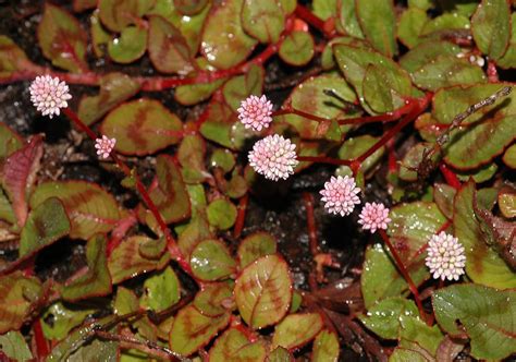 Polygonum (Polygonaceae) image 31002 at