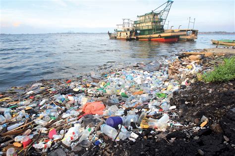 Limpahan Mikroplastik Ancam Populasi Serangga Petunjuk Biologi