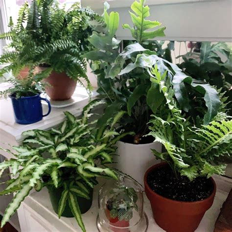 Indoor Ferns- 20+ Best Indoor Ferns With Pics