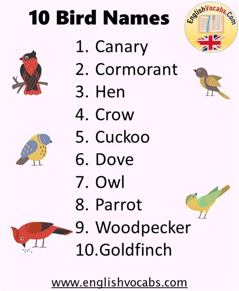 10 Birds Name, Birds Name List English Grammar Here, 60% OFF