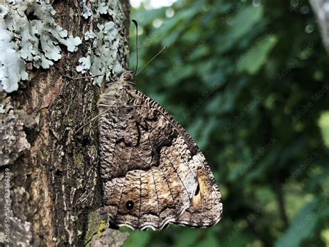 Fotka Perfect Mimicry Of A Daily Butterfly On The Bark Of A Tree In