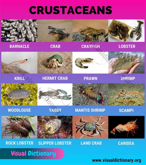 Crustaceans Useful List Of 16 Names Of Crustaceans In The World