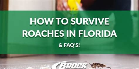 How to Survive Roaches in Florida (& FAQ’s!) | Brock Pest Control