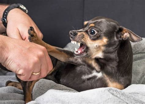 Comment G Rer Votre Chien S Il Est Agressif