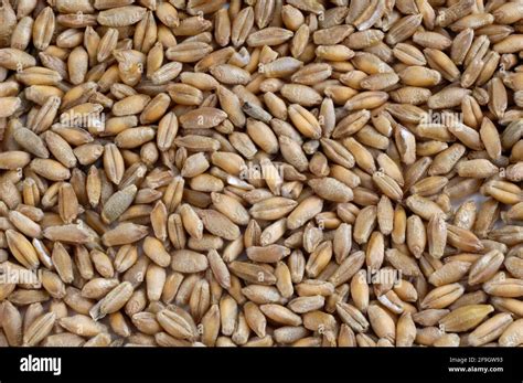 Triticale grain, mixed grain of rye and wheat Stock Photo - Alamy
