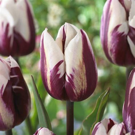 Tulipe Triumph Rem S Favourite Cm X Achats Avantageux Sur