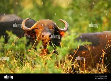 Thick african buffalo horns hi-res stock photography and images - Alamy