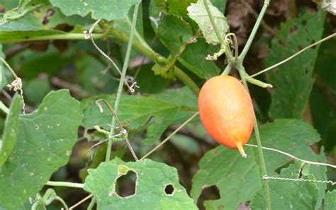 野黄瓜是什么植物？ 蜜源植物 酷蜜蜂