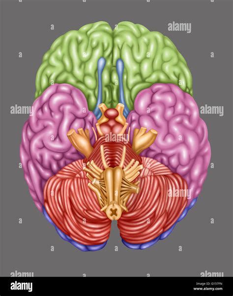 Cerebro Codificados Por Colores Que Representan Las áreas Siguientes Vista Inferior Del Lóbulo