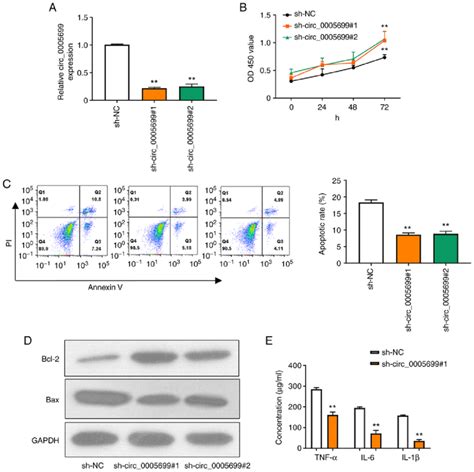 Knockdown Of Circ 0005699 Decreases The Rate Of HUVEC Apoptosis And