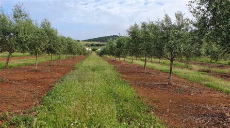 La Finca El Caler N De Los Silillos Acoger Una Jornada Sobre Manejo