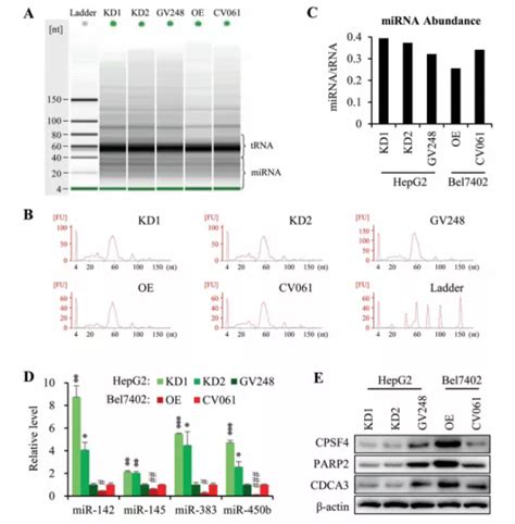 Cpsf Circrna Microrna