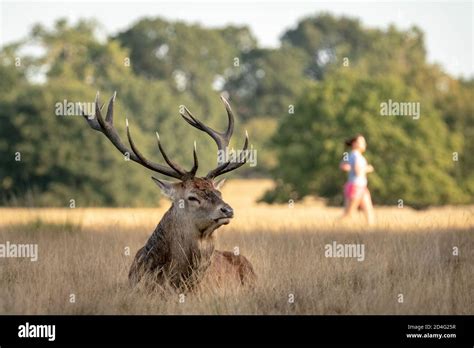 Red Deer Stag Gather In The Morning Light Ready To Do Battle For Mating