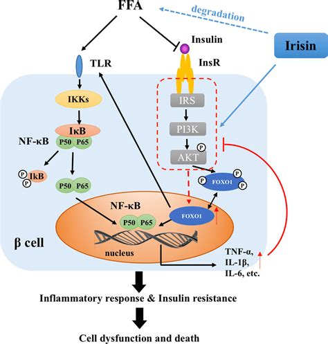 Chronic Ffa Significantly Inhibits Pi K Akt Foxo Insulin Signaling