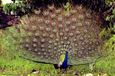 Peacock Dancing In Rain Ankushmittal13 Face… Flickr