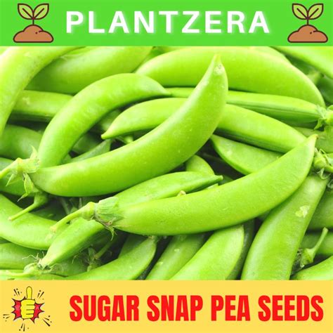 Sugar Snap Pea Seed Biji Benih Kacang Kapri Manis 甜豌豆 Shopee Malaysia