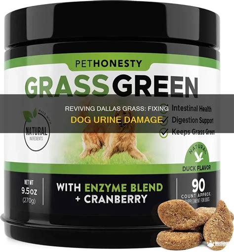 how to fix yellow grass from dog urine
