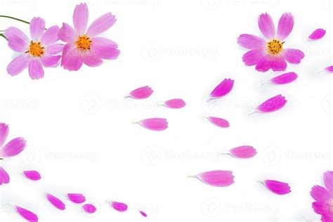 Bright Colorful Cosmos Flowers Petals 9899303 Stock Photo At Vecteezy