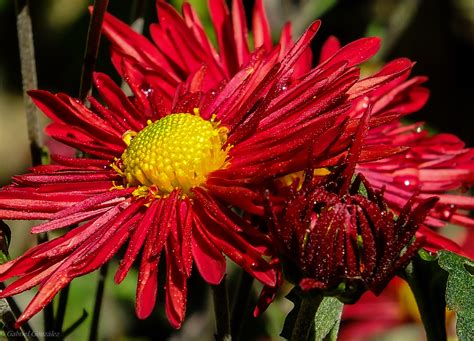 Bakgrundsbilder Natur Blomma Kronblad Makro Botanik Flora